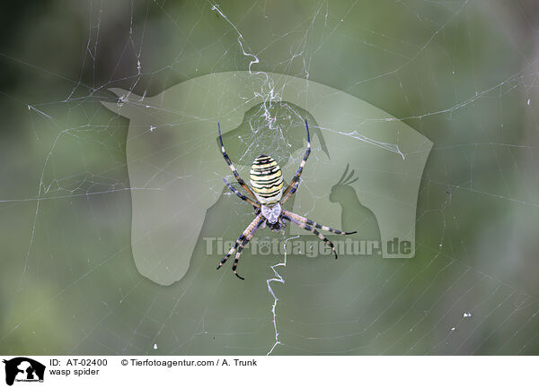 wasp spider / AT-02400