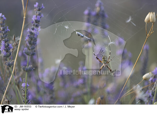 wasp spider / JM-16553