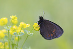 woodland ringlet butterfly