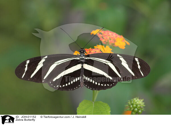 Zebra Butterfly / JOH-01152