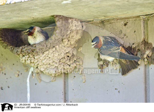 American cliff swallows / JR-06446