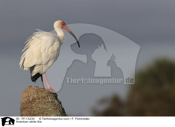 Schneesichler / American white ibis / FF-13230