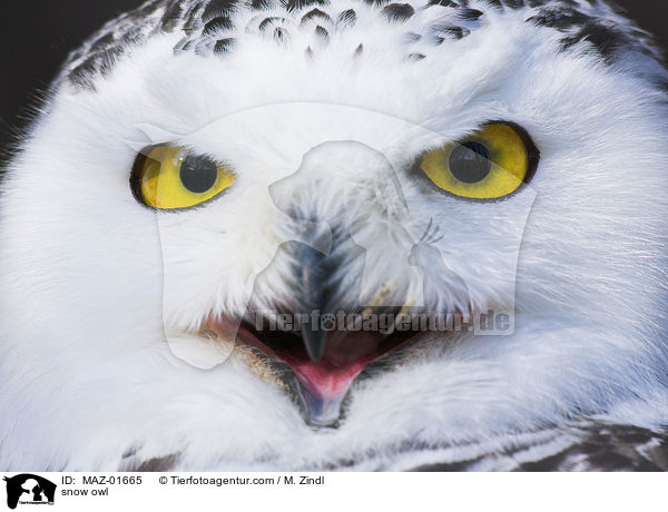 snow owl / MAZ-01665