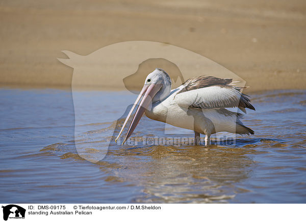 stehender Brillenpelikan / standing Australian Pelican / DMS-09175