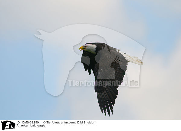 American bald eagle / DMS-03250