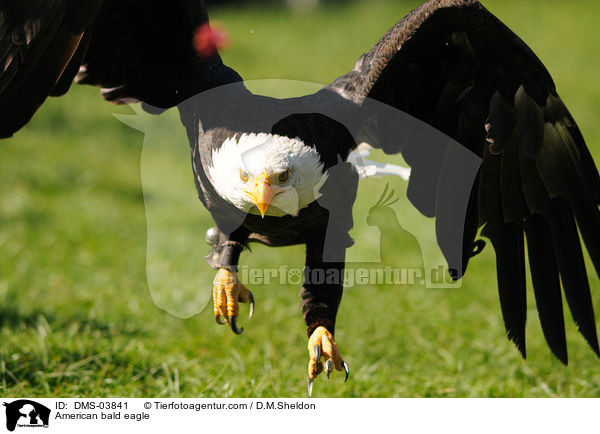 American bald eagle / DMS-03841