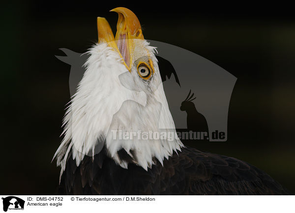 American eagle / DMS-04752