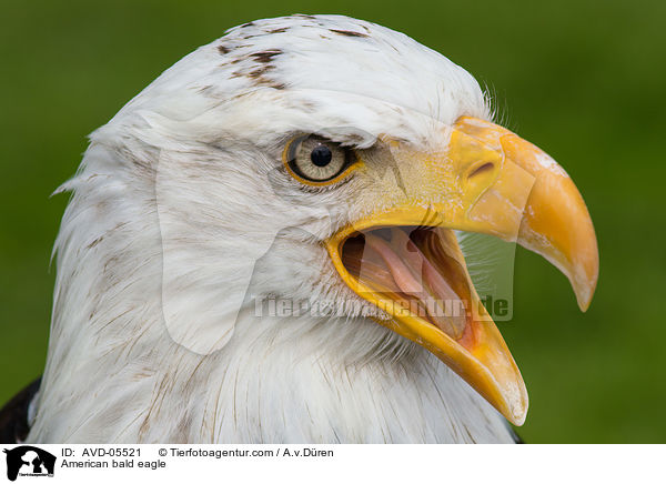 American bald eagle / AVD-05521