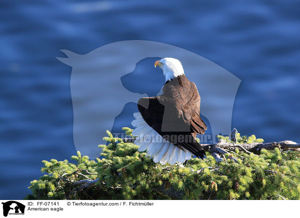 American eagle / FF-07141