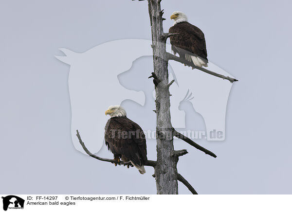 American bald eagles / FF-14297
