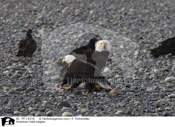 American bald eagles / FF-14315