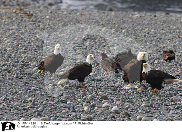 American bald eagles / FF-14320