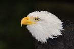American eagle