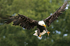 white-headed eagle