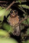band-bellied owl
