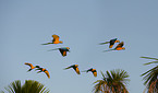 flying blue and yellow macaws