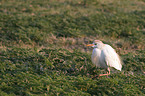 Cattle egret