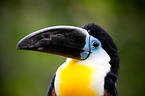 channel-billed toucan
