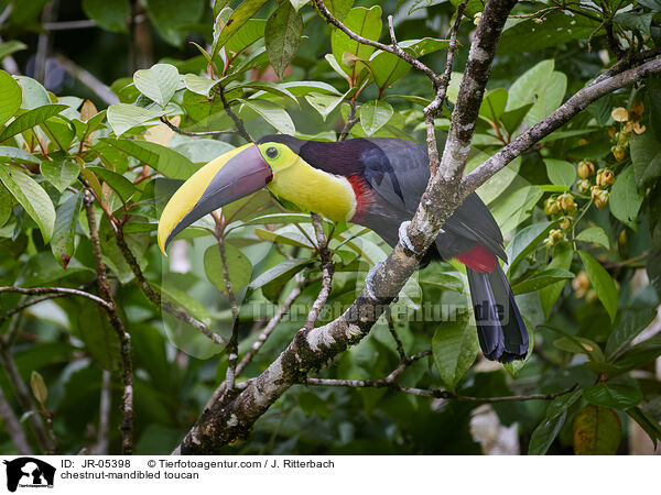 chestnut-mandibled toucan / JR-05398