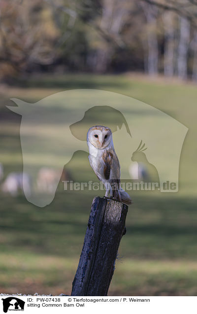 sitting Common Barn Owl / PW-07438