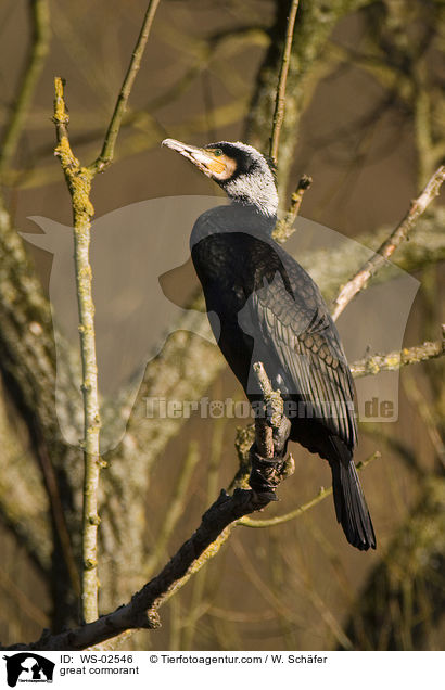 great cormorant / WS-02546
