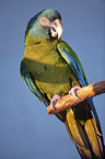 Coulon's macaw