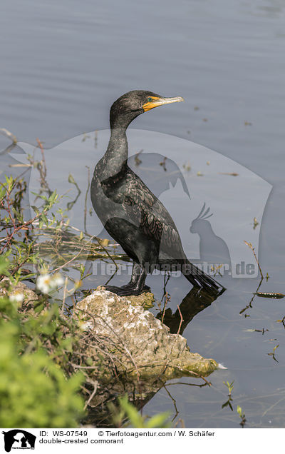 double-crested cormorant / WS-07549