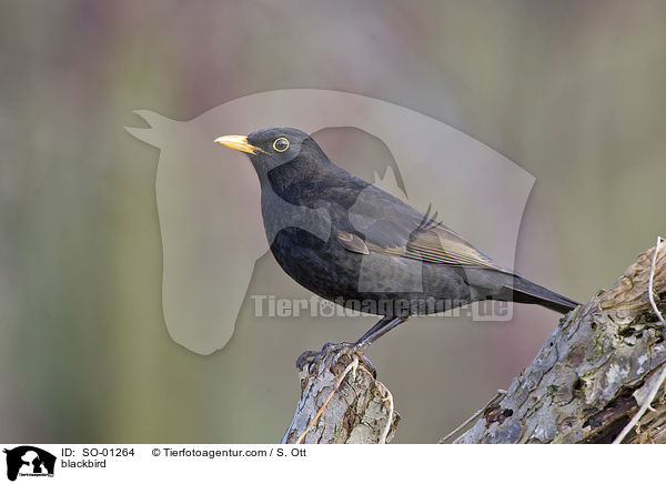 blackbird / SO-01264