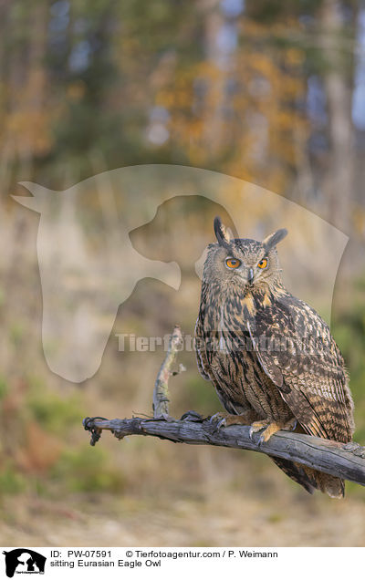 sitting Eurasian Eagle Owl / PW-07591