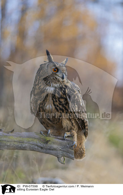 sitting Eurasian Eagle Owl / PW-07598