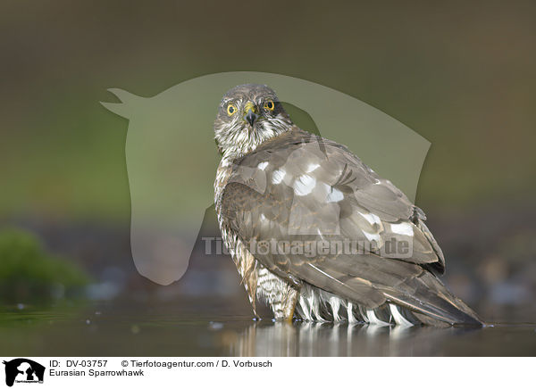 Eurasian Sparrowhawk / DV-03757