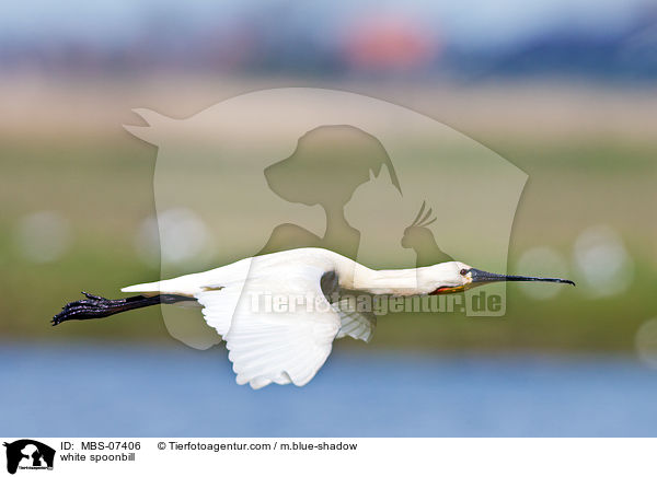white spoonbill / MBS-07406