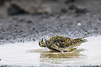 Eurasian golden plover