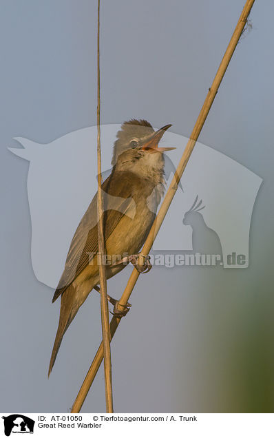 Great Reed Warbler / AT-01050