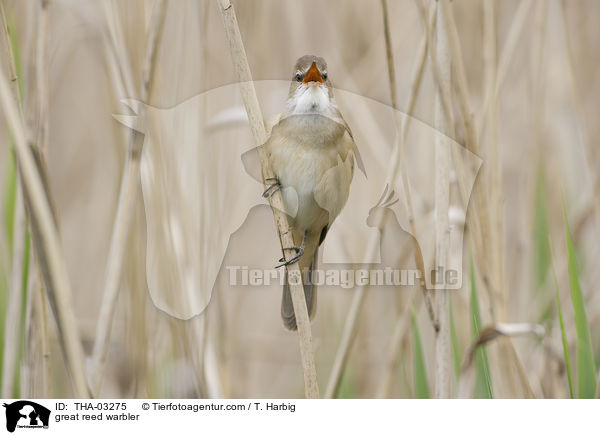 great reed warbler / THA-03275