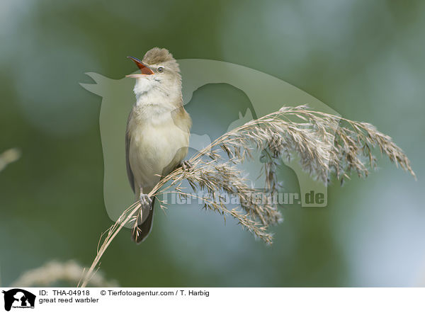 great reed warbler / THA-04918