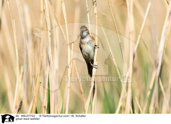 great reed warbler / WS-07702