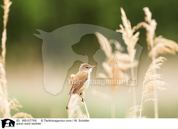 great reed warbler / WS-07709
