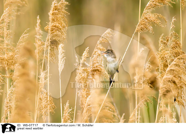 great reed warbler / WS-07717