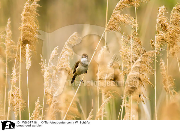 great reed warbler / WS-07718