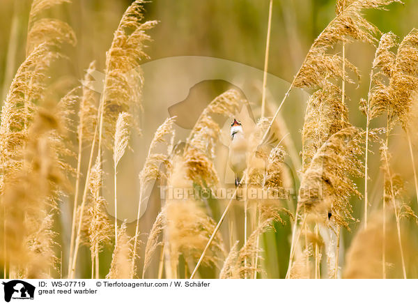 great reed warbler / WS-07719