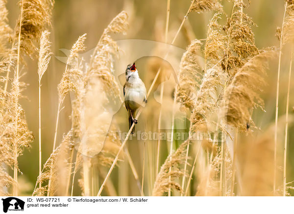 great reed warbler / WS-07721