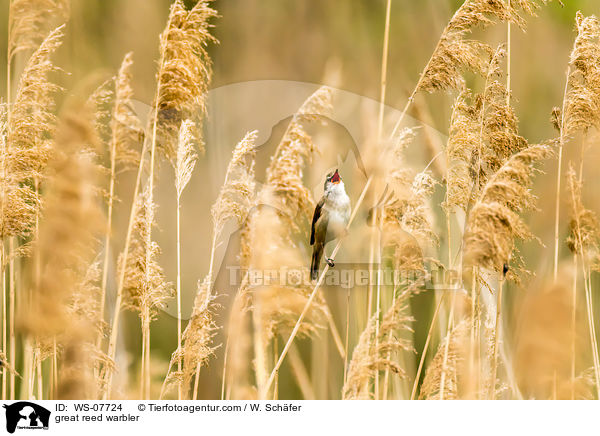 great reed warbler / WS-07724