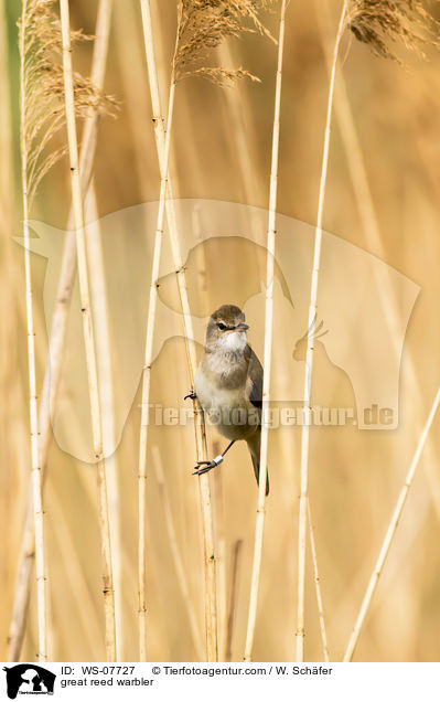 great reed warbler / WS-07727