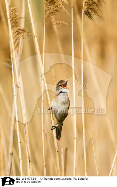 great reed warbler / WS-07728