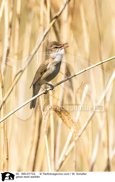 great reed warbler / WS-07732
