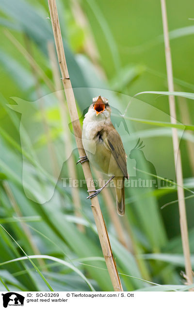 great reed warbler / SO-03269