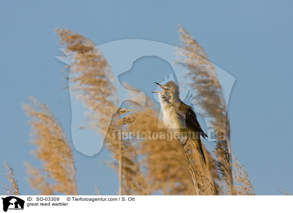 great reed warbler / SO-03309