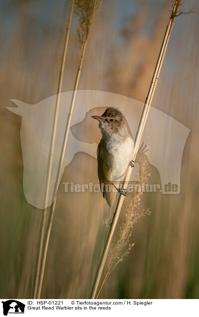 Great Reed Warbler sits in the reeds / HSP-01221
