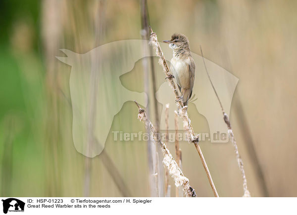Great Reed Warbler sits in the reeds / HSP-01223